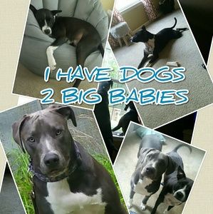 Dog loving household